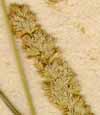 Poa ciliaris L., spike x8