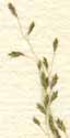 Poa eragrostis L., spike x8