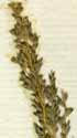 Poa filiformis L., spike x8