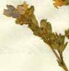 Polemonium caeruleum L., blomställning x5