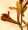 Polianthes tuberosa L., blommor x4