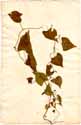 Polygonum convolvulus L., front