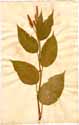 Polygonum orientale L., front