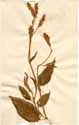 Polygonum orientale L., front