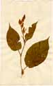 Polygonum orientale L., front