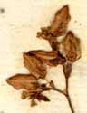 Polygonum tataricum L., inflorescens x8