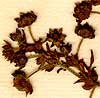 Potentilla supina L., inflorescens x6