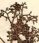 Premna integrifolia L., blomställning x8