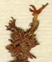 Primula vitaliana L., blomställning x8