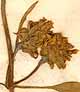 Prunella laciniata L., blomställning x8