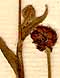 Ranunculus acris L., fruit x8