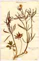 Ranunculus auricomus L., front