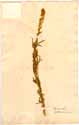 Reseda lutea L., front