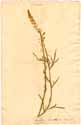 Reseda lutea L., front