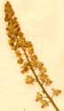 Reseda lutea L., inflorescens x6