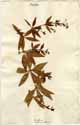 Rubia tinctorum L., framsida