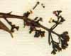 Rubia tinctorum L., blomställning x8