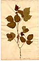 Rubus saxatilis L., front