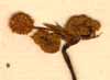 Sanicula europaea L., blomställning x8