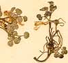Sarcocapnos enneaphylla DC., blomställning x8