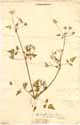 Scandix cerefolium L., framsida