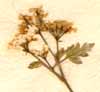 Scandix cerefolium L., blommor x8