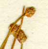 Scirpus capitatus L., ax x6