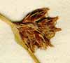 Scirpus laevigatus L., ax x2