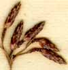 Scirpus spadiceus L., ax x8