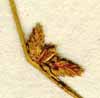 Scirpus supinus L., ax x8