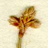 Scirpus trispicatus L., ax x8