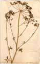 Selinum austriacum Jacq., framsida