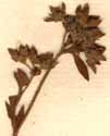 Sibbaldia procumbens L., blomställning x8