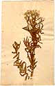 Sisymbrium tanacetifolium L., front