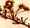 Spiraea hypericifolia L., blomställning x8