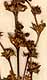 Teucrium campanulatum L., inflorescens x8