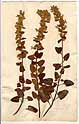 Teucrium flavum L., front