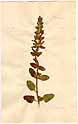 Teucrium flavum L., front