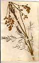 Thalictrum alpinum L., front