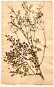 Thalictrum foetidum L., front