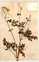 Thalictrum laevigatum L., front