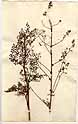 Thalictrum sibiricum L., front