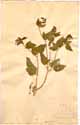 Thapsia trifoliata L., framsida