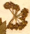 Thapsia trifoliata L., blomställning x8