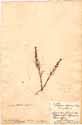Thesium alpinum L., framsida