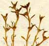 Tillaea aquatica L., blomställning x8