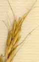 Triticum caninum L., spike x8