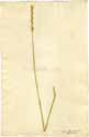 Triticum repens L., front