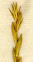 Triticum repens L., spike x5