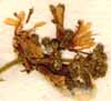 Triumfetta bartramia L., blomställning x8